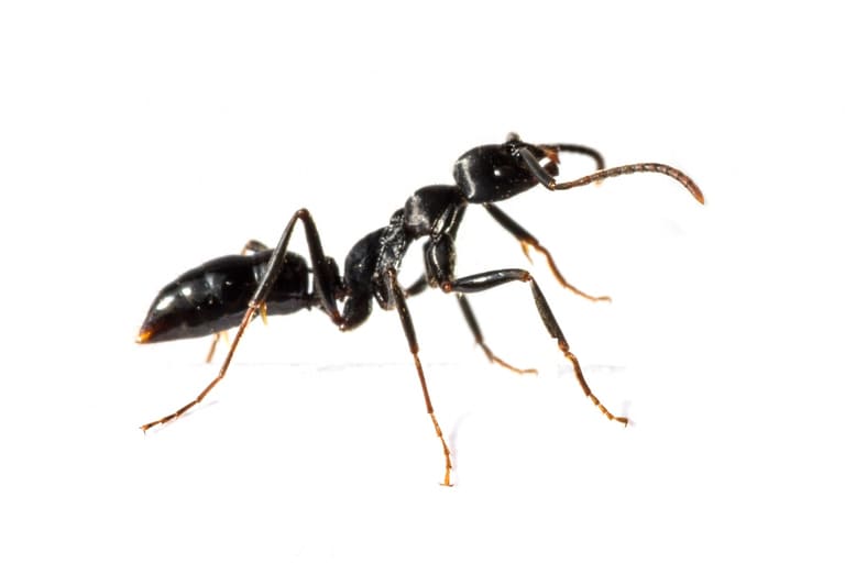 désinsectisation fourmis mouscron les dératiseurs hainaut